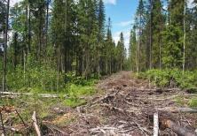 Крупный долг по аренде лесных угодий погашен благодаря настойчивости судебных приставов 0_321a_25dfd8f9_orig_2017610723.jpg